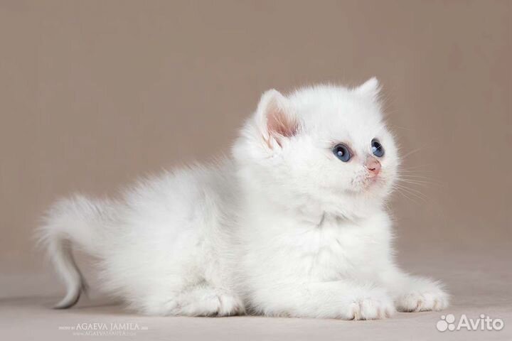 Серебристые Британские шиншиллы