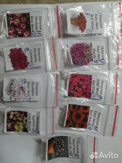 Петуния бакопа калибрахоа колеус