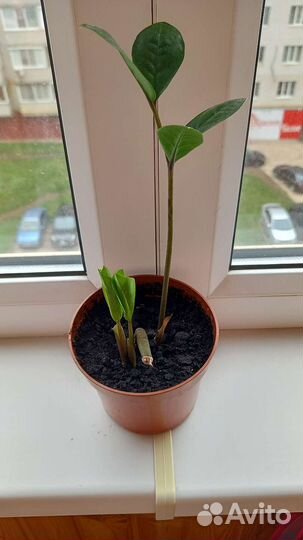 Замиокулькас