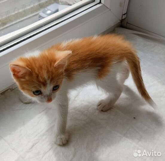 Солнечный мальчик