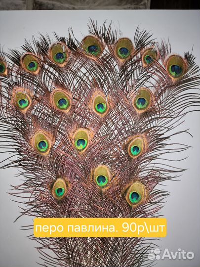 Перо павлина