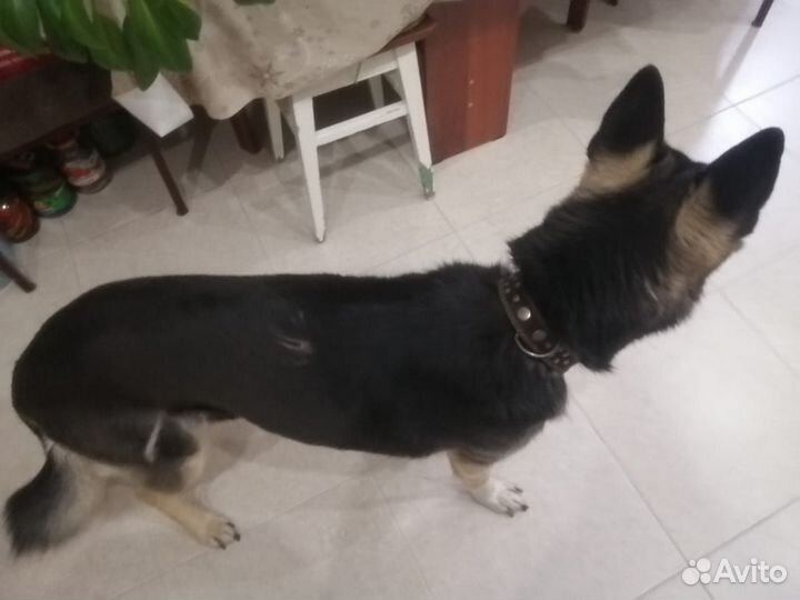 Отдам в добрые руки