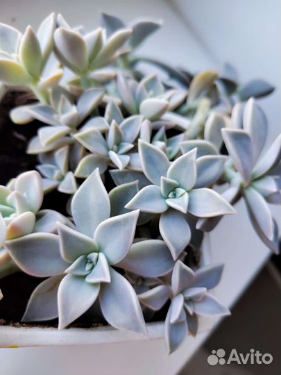 Граптопеталум парагвайский