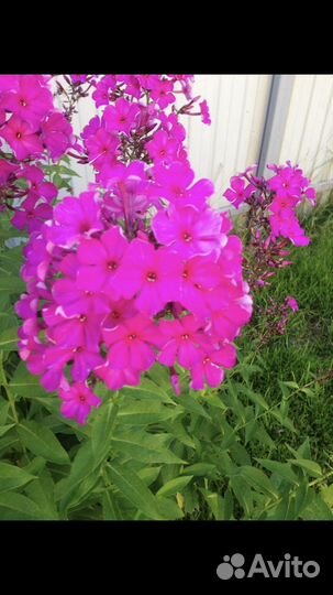 Флоксы, астильба