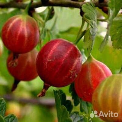 Кустарники йошты, крыжовника