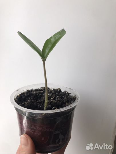 Малыш Замиокулькас