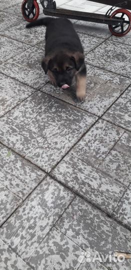 Щенок (мальчик)