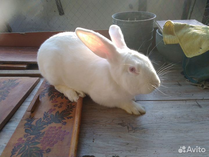 Молодняк кролики