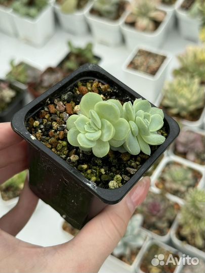 Суккуленты