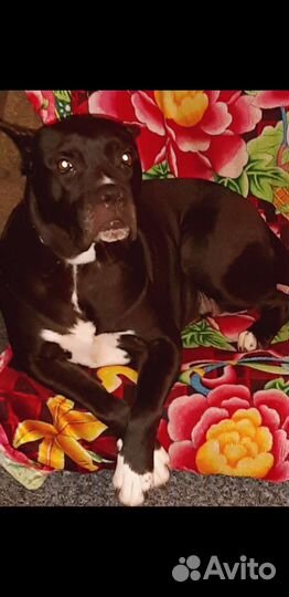 Щенки кане Корсо