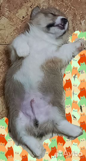Коржики