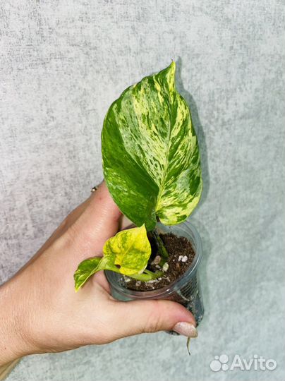 Эпипремнум тайский клон