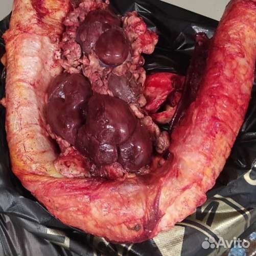 Говяжьи кости, жир, жилка