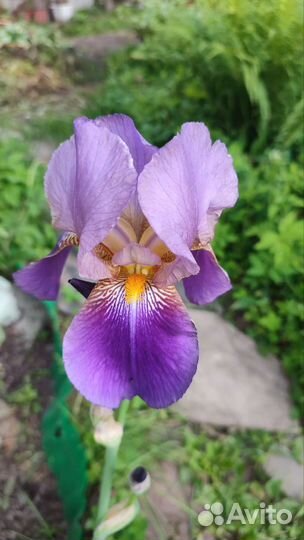 Ирис