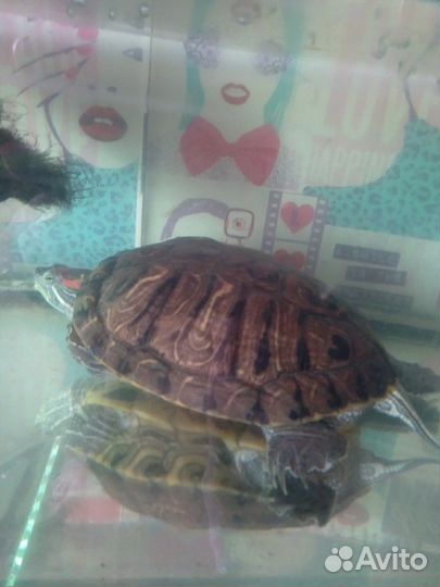 Черепаха красноухая с аквариумом