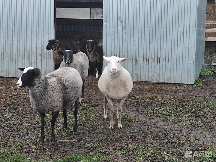 Овцы бараны ягнята