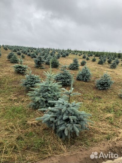 Ель голубая 1-1,2 м