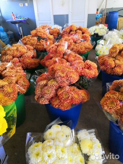 Хризантема черенки