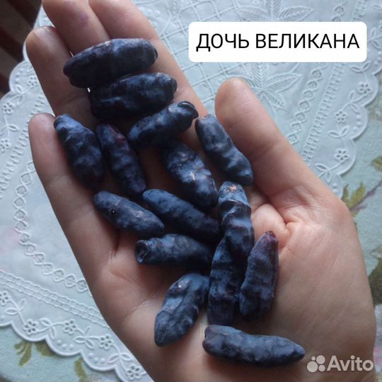 Саженцы жимолости