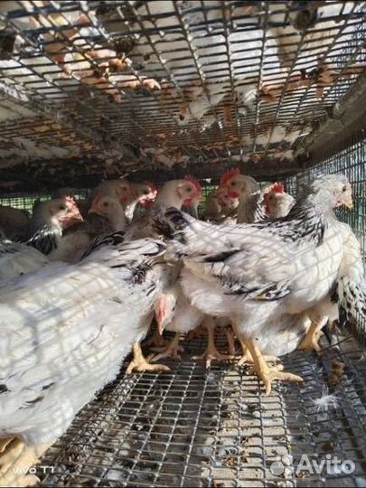 Курочки петушки