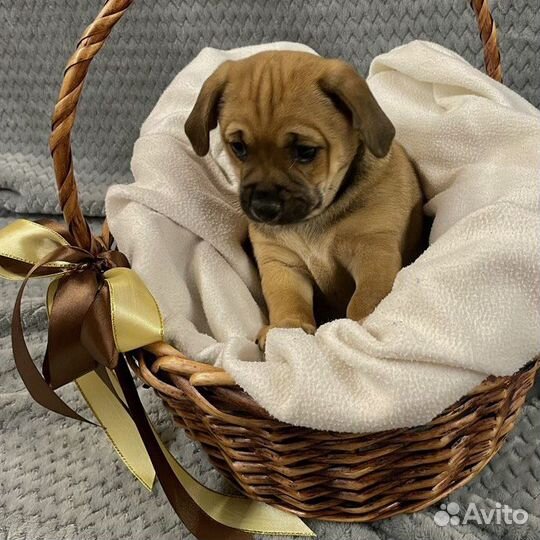 Отдаём щенка (девочку)