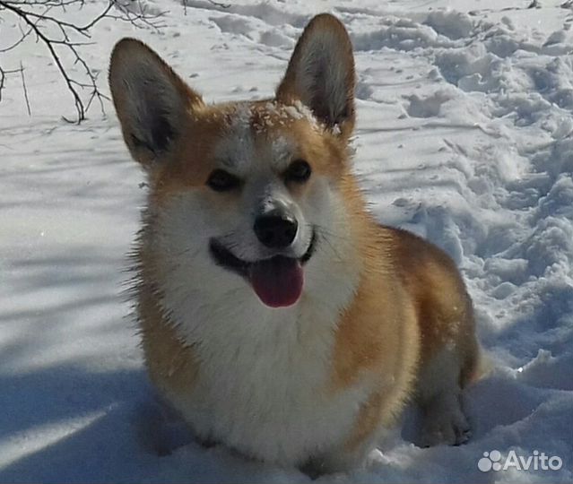 Кобель Вельш корги пемброк (вязка)