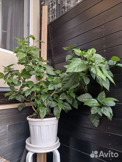 Гибискус, китайская роза