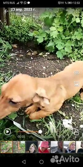 Щенки бесплатно