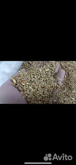 Пшеница, ячмень, овес, кукуруза