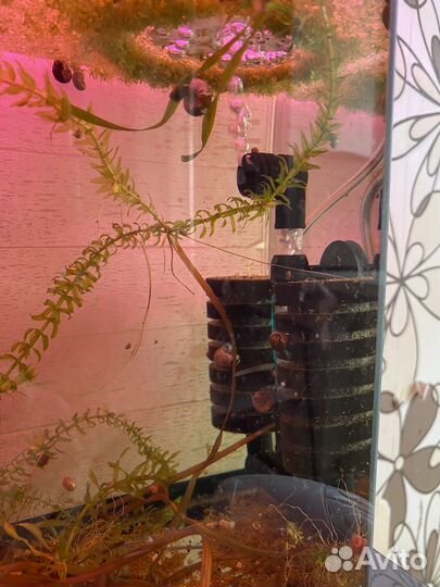 Аквариум с улитками (кормовая база )