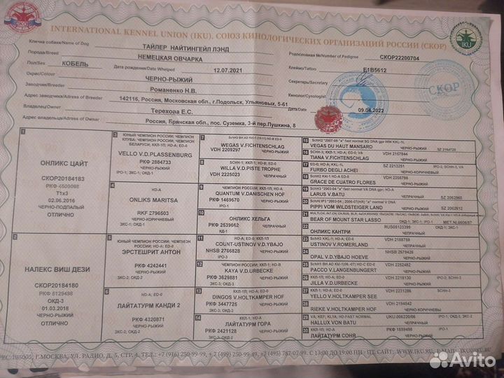 Немецкая овчарка вязка