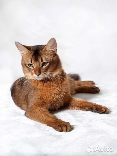Сомалийская кошка