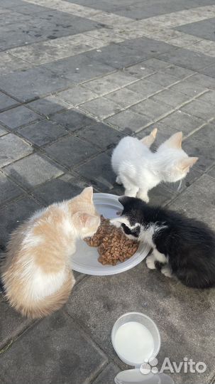 Котята в добрые руки