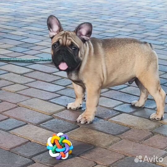 Французский бульдог щенки от чемпиона РКФ