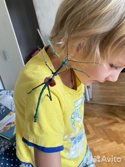 Мадагаскарские палочники детеныши