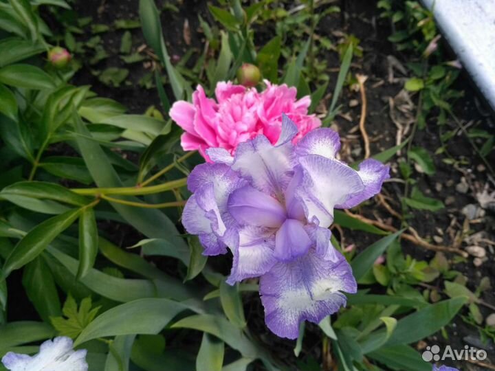 Гортензия, ирисы