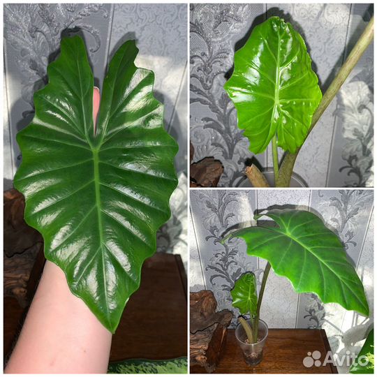 Комнатные растения/растения для дома