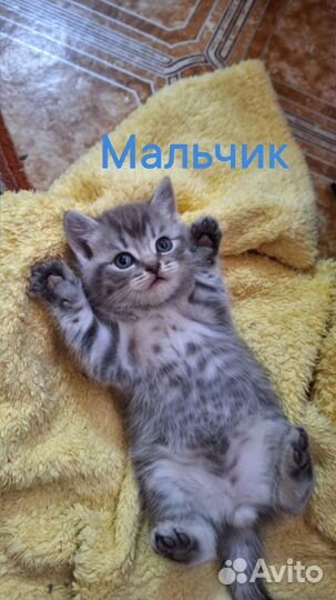 Британские котята