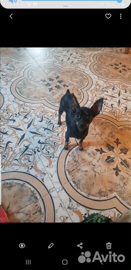 Мини той-терьер щенки