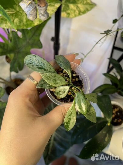 Хойи разные