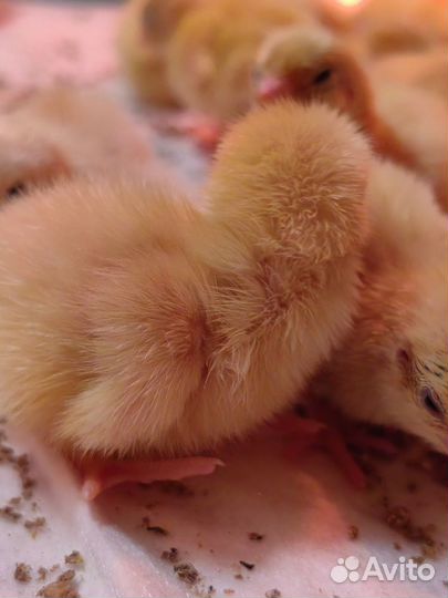 Цыплята перепела