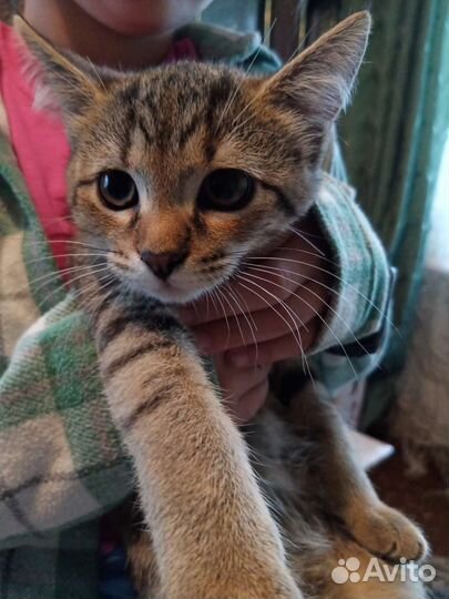 Котенок в добрые руки