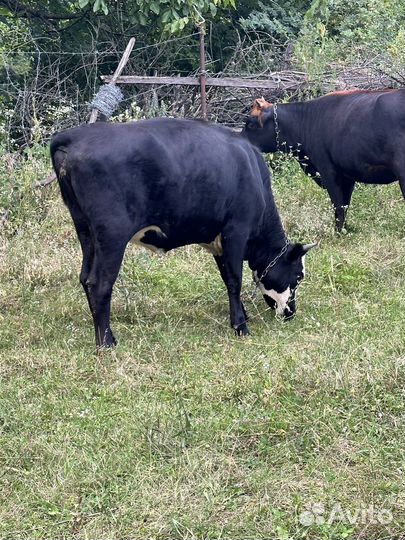 Коровы стельные