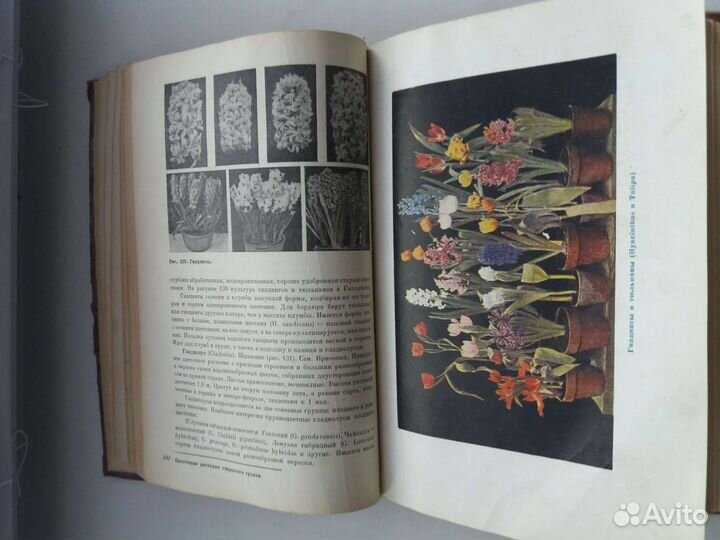 Книга цветоводство 1937года