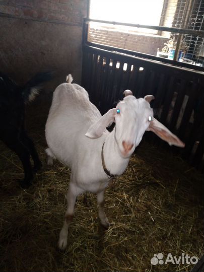 Коза.козлята