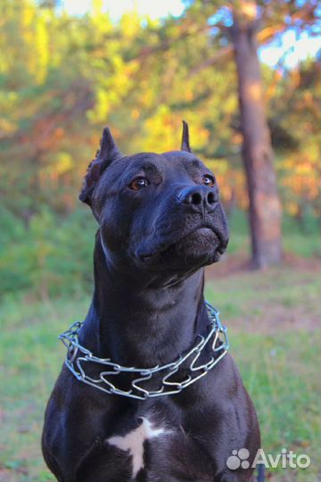 Питбуль вязка