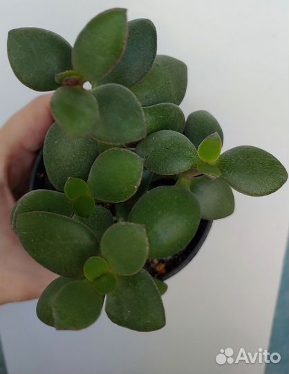 Комнатные цветы набор