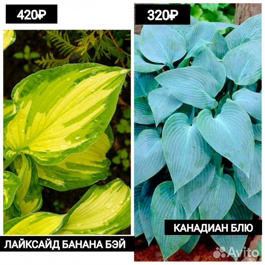 Садовые многолетники: Хосты, саженцы в пакетах