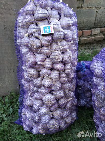 Чеснок любаша