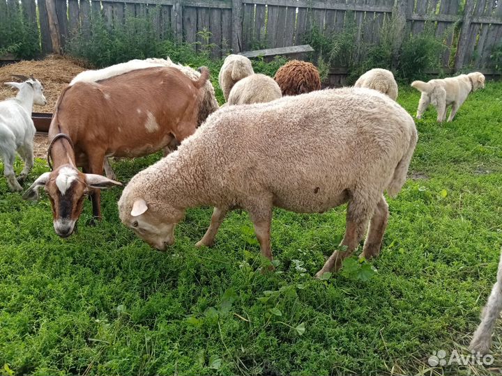 Ангорские козы, баран меринос